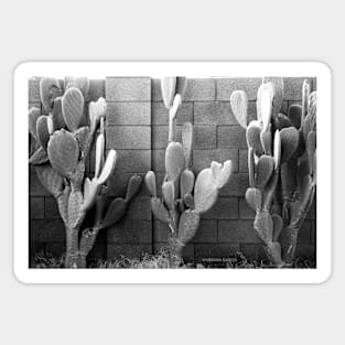 Cacti Magnet